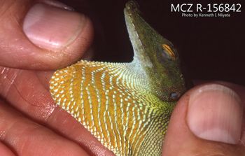 Media type: image;   Herpetology R-156842 Description: Photo of animal in life, taken in the field by Dr. Kenneth Ichiro Miyata. A slide of the photo was scanned in 2012 by Melissa Wooley.;  Aspect: head lateral